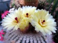 Thumbnail of 0699_Notocactus scopa ruberrima_20110529(1).jpg